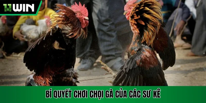 Bí quyết chơi chọi gà của các sư kê