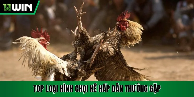 Top loại hình chọi kê hấp dẫn thường gặp